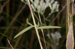 False fennel